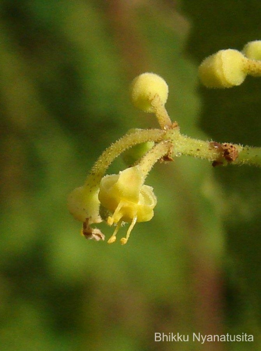 Cissus vitiginea L.